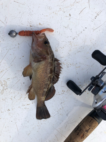 エゾメバルの釣果