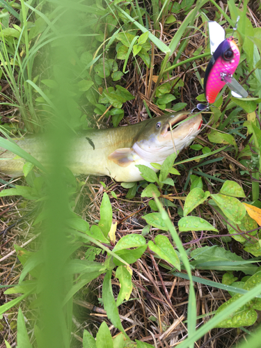 ナマズの釣果