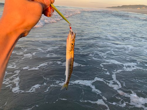 カマスの釣果