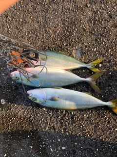 イナダの釣果