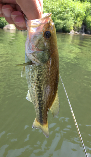 ブラックバスの釣果