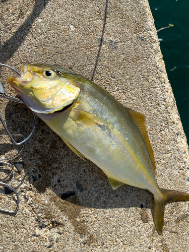 釣果