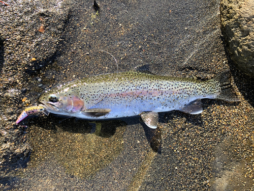 ニジマスの釣果