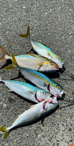 ショゴの釣果