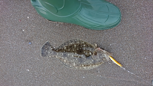 ソゲの釣果