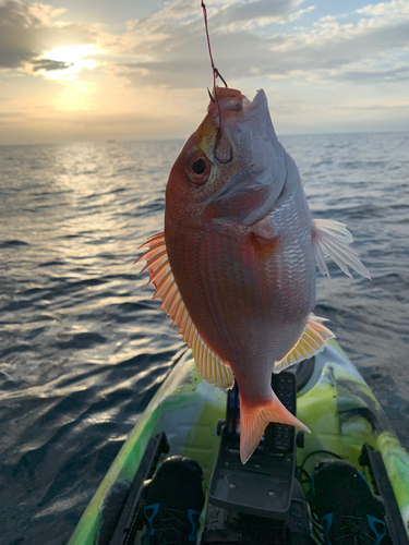 レンコダイの釣果