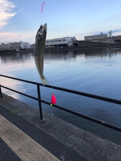 シロギスの釣果