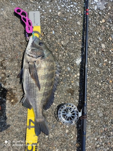 クロダイの釣果