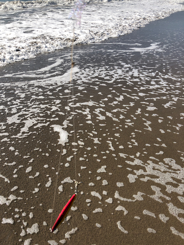 カニの釣果