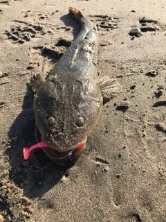 マゴチの釣果