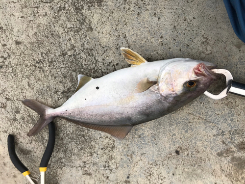 ショゴの釣果