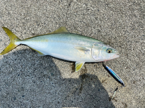 ワカシの釣果