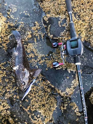 オウゴンムラソイの釣果