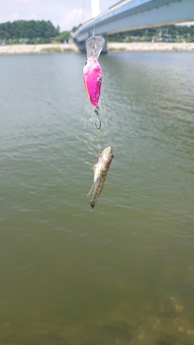 ハゼの釣果