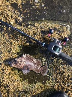 オウゴンムラソイの釣果