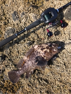 オウゴンムラソイの釣果