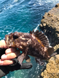 オウゴンムラソイの釣果