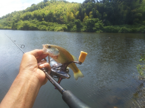 ブラックバスの釣果