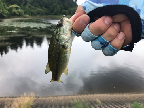 ラージマウスバスの釣果