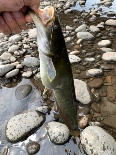 ナマズの釣果