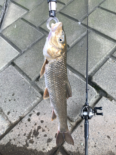 ニゴイの釣果