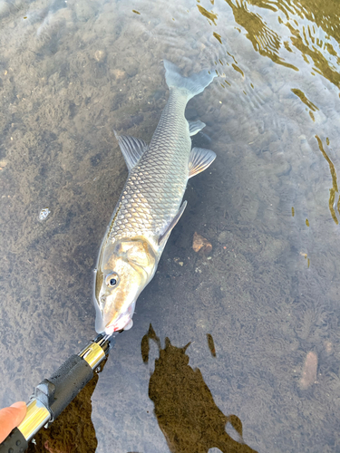 ニゴイの釣果