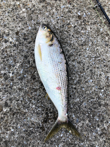 コノシロの釣果