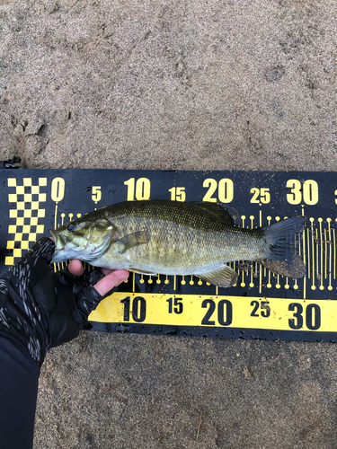 スモールマウスバスの釣果