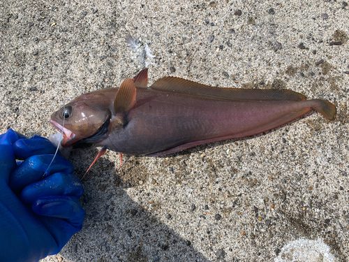 キゾイの釣果