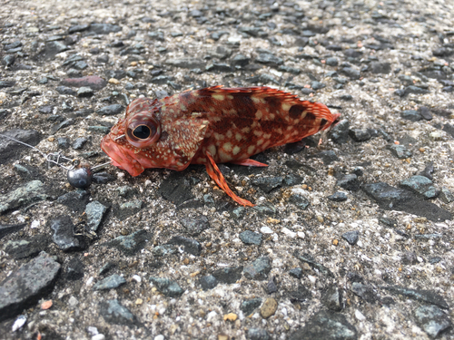 カサゴの釣果