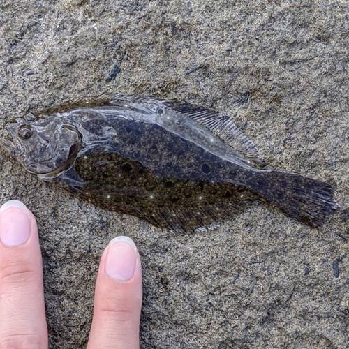 ソゲの釣果