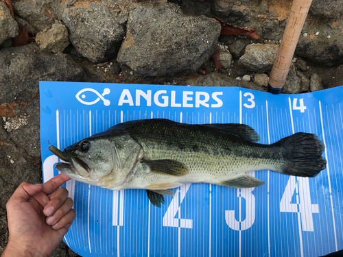 ブラックバスの釣果