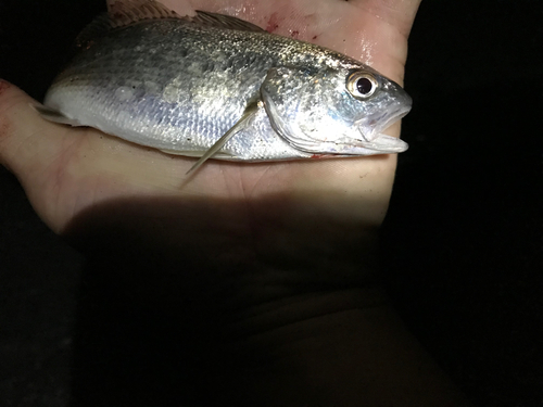 イシモチの釣果