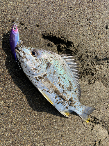 キビレの釣果