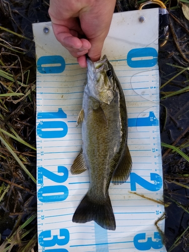 スモールマウスバスの釣果