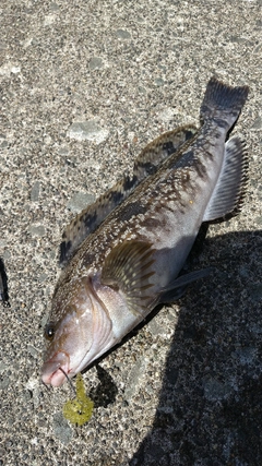 アイナメの釣果