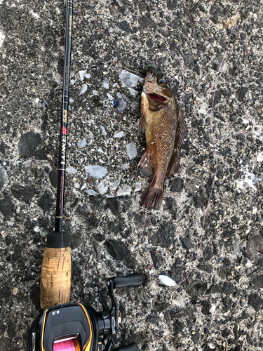 エゾメバルの釣果