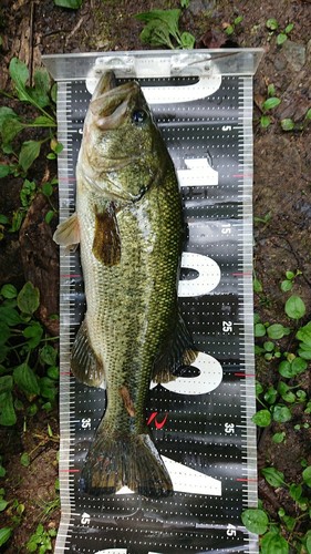 ブラックバスの釣果