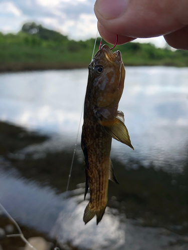 ドンコの釣果