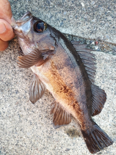 メバルの釣果