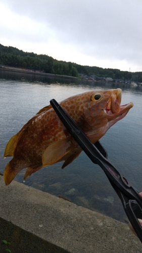 キジハタの釣果