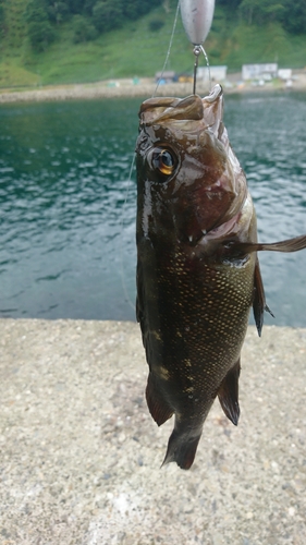 エゾメバルの釣果