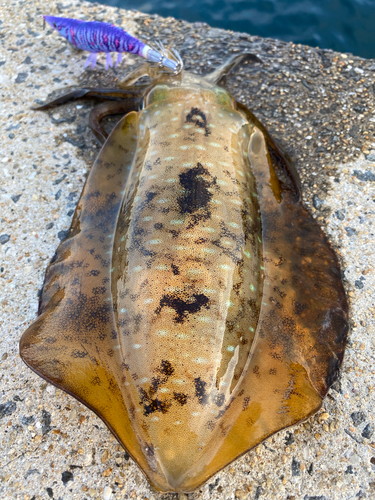 モイカの釣果