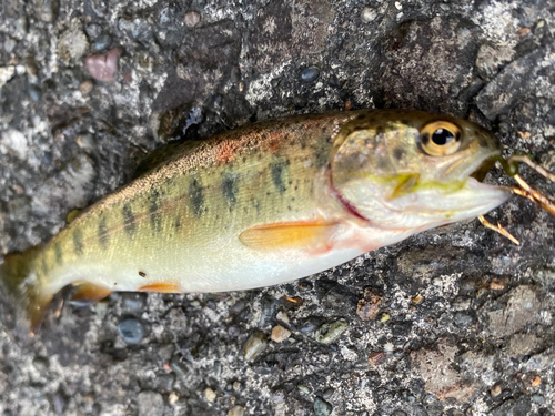 ニジマスの釣果