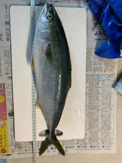 イナダの釣果