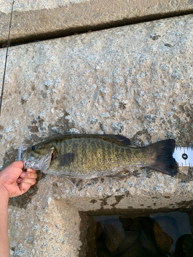 スモールマウスバスの釣果