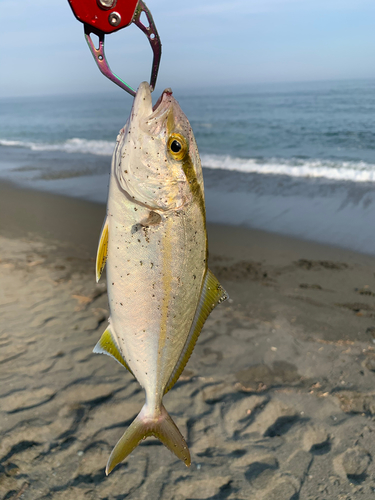 ショゴの釣果