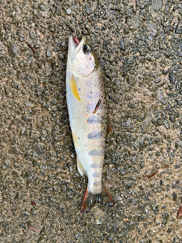 アマゴの釣果