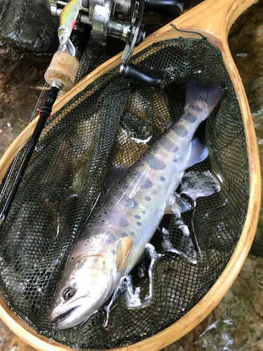 ヤマメの釣果