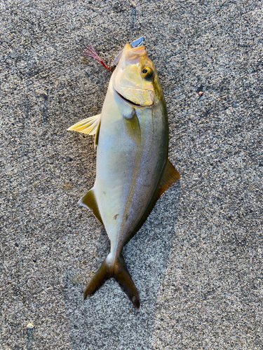 ショゴの釣果